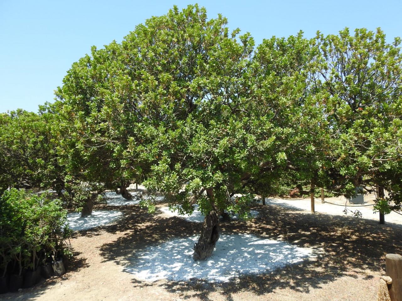 Sakız ağaçları.