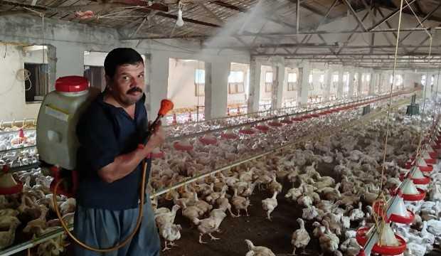 Aşırı sıcaktan bunalan 10 bin tavuğu serinletmek için ilginç bir yol buldu