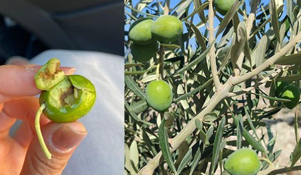 Zeytin üreticilerine ur gibi bela oldu! Verim kötü etkilenebilir