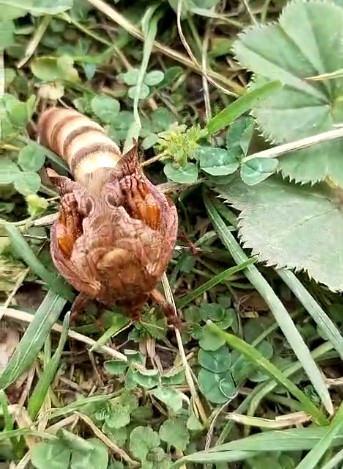 Adem Gümrükçüoğlu tarafından fotoğrafı çekilen böcek türü. 