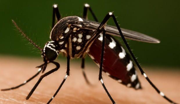 Prof. Dr. Özlü'den ‘Chikungunya’ virüsü açıklaması: Yakın bir tehdit söz konusu mu?