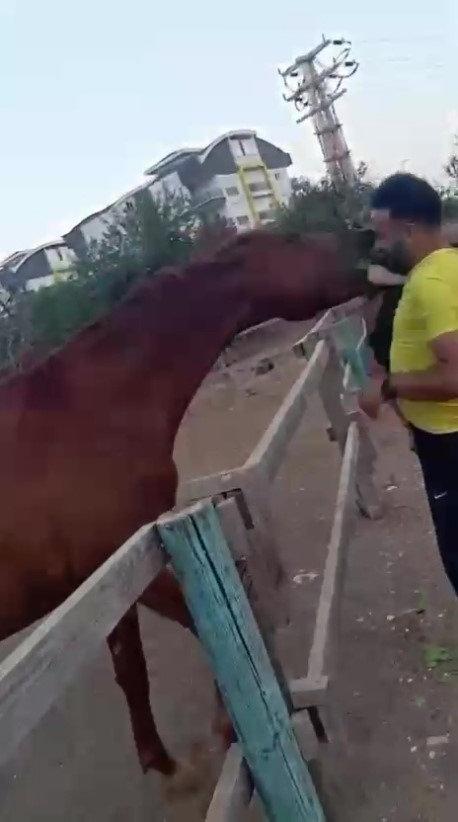 Atın 3 yaşındaki çocuğu ısırdığı anlar