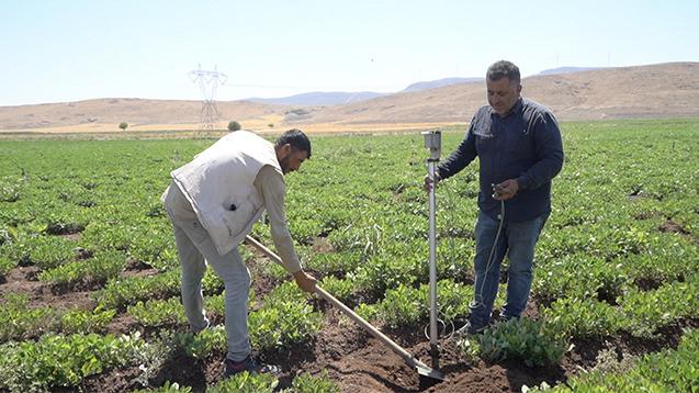 Tarlalara akıllı sulama sistemi kuruluyor. 