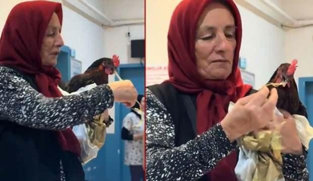 Fıkra gibi olay! Röntgeni çekilen tavuk ameliyata alındı