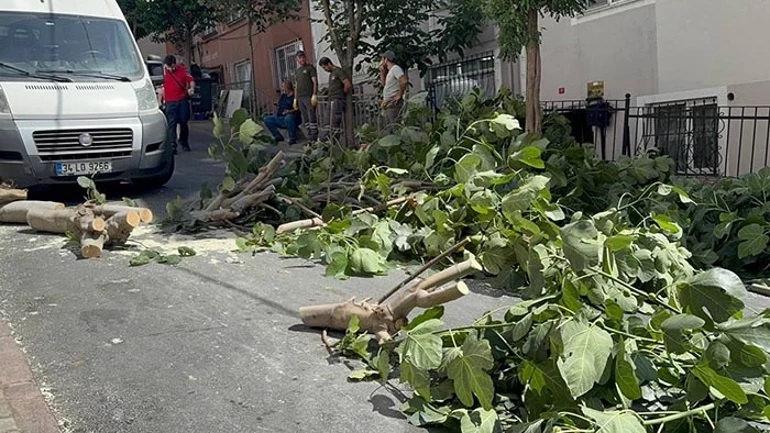 Ağaçlar devrildi
