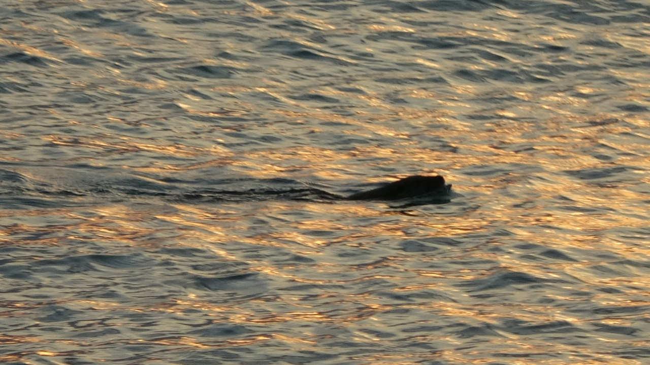 Karadeniz'de görüntülenen su samuru