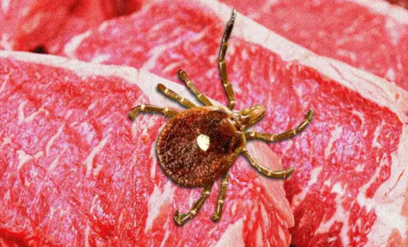 Kene ısırığı sizi hayat boyu et ve süt ürünlerinden mahrum edebilir! Alfa-Gal Sendromu nedir?