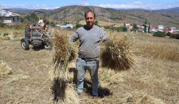 Ordu'da "alım garantili" ürün çiftçinin yüzünü güldürdü 