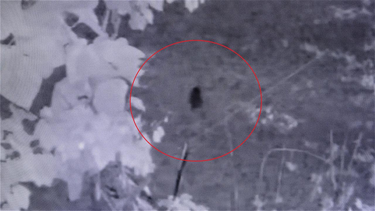 Domuzun kamera kaydına yakalandığı anlar. 
