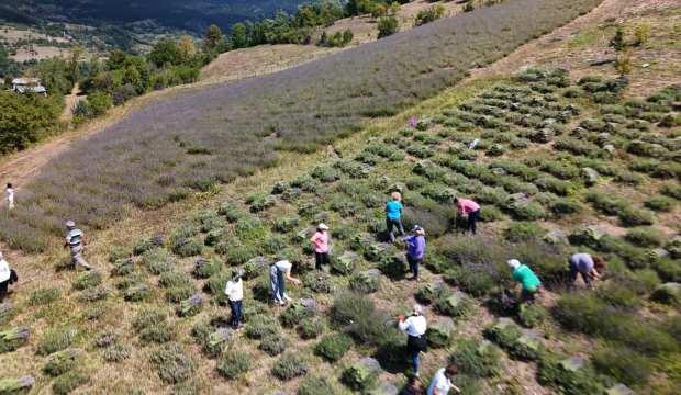 Ardanu&ccedil;'ta kadın kooperatifinden lavanta hasadı ve doğal &uuml;r&uuml;n &uuml;retimi başladı