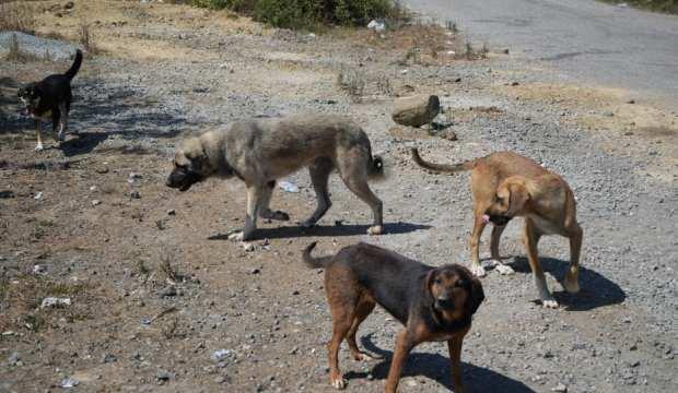 Yer: Samsun! Başıboş köpek tehdidi günbegün büyüyor