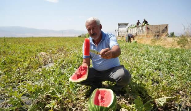 2 milyar liralık gelir bekleniyor! Muş'ta karpuz hasadı