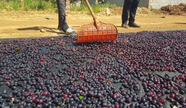 Gaziantep'in tescilli üzümleri kurutularak kışa hazırlanıyor