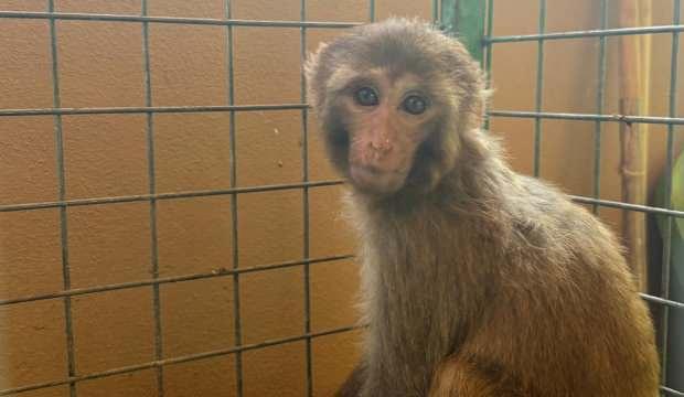 Vicdansızlığın adresi Hatay! Şiddet uygulanan maymun, korumaya alındı
