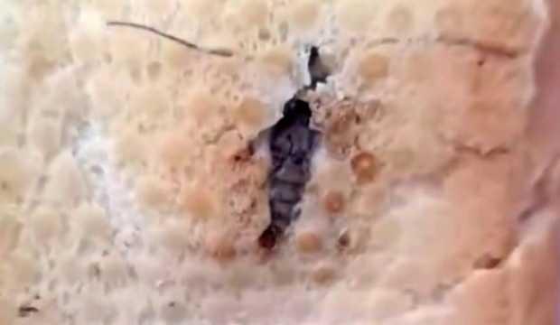 Yer: Şırnak! Ekmeğin içinden çıkan şoke etti