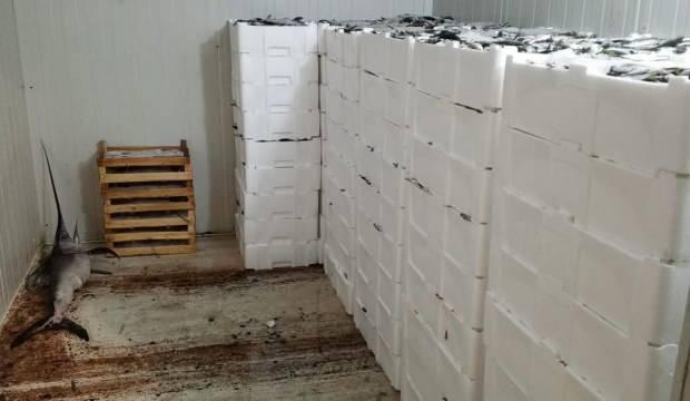 Yer: Bursa! Avladıkları yüzlerce kilo balığın sevinci kursaklarında kaldı