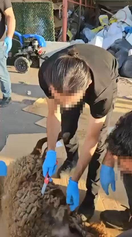 Ekipler, ölü koyuna yerleştirilen uyuşturucuyu buldu.