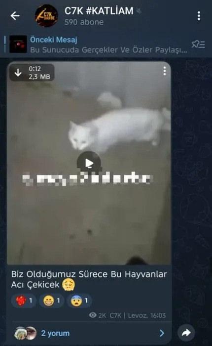 Canlı yayında ve konuşmalarda kedilere işkenceleri normalleştirdiler.