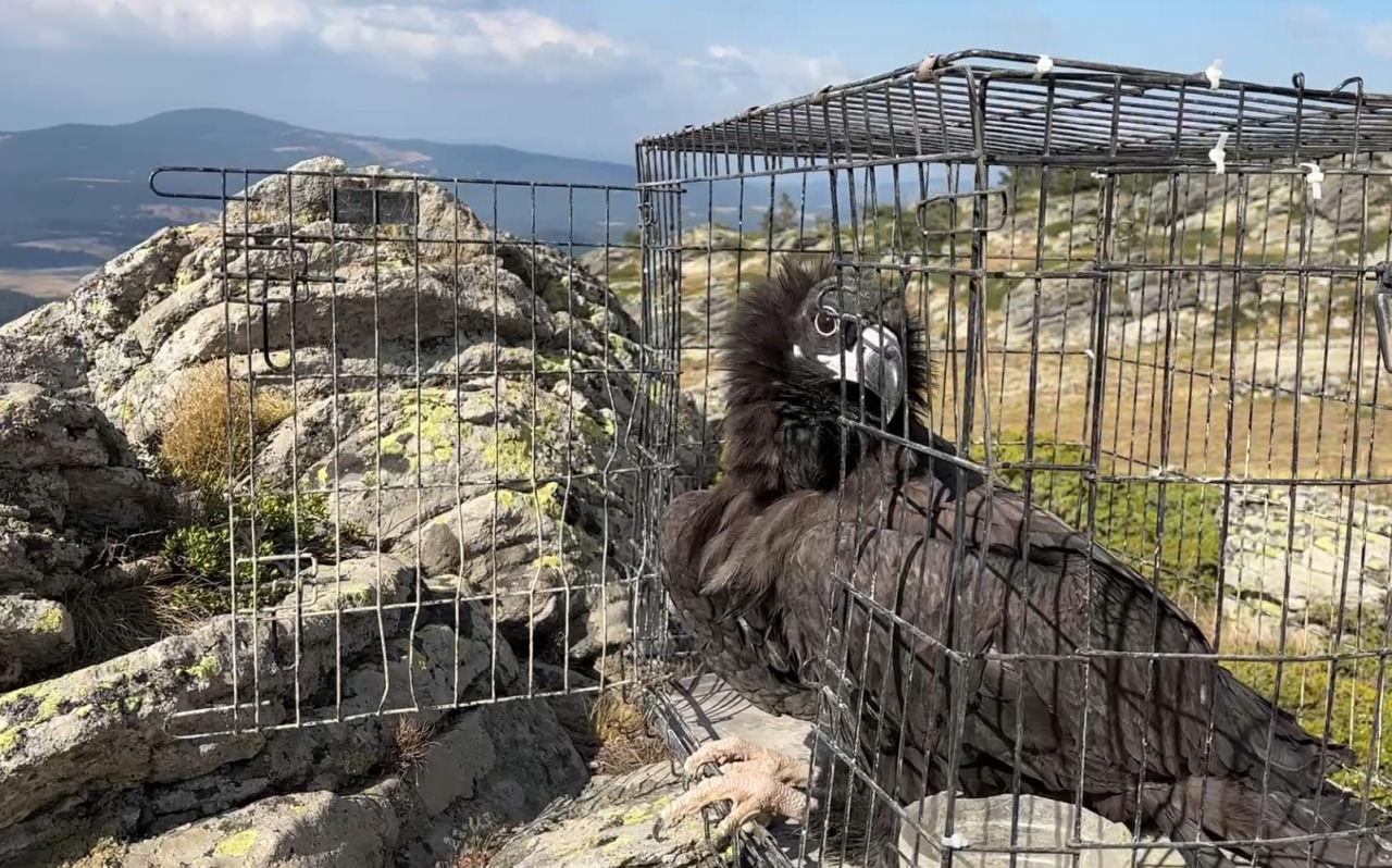 Kara akbaba tedavisinin ardından doğaya bırakıldı. 
