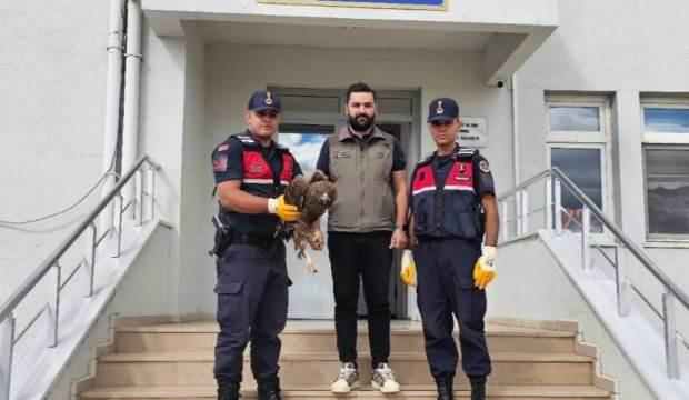 Yaralı halde bulunan kartal koruma altına alındı