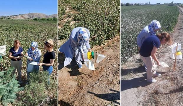Aydın'da pembekurt çiftçinin kabusu oldu