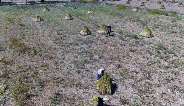 Japonlar'ın suşi susamı Gökova'dan