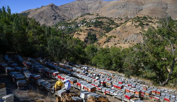Devlet desteğiyle arıcılığa başlayan kadınlar merada kara kovan balı üretiyor