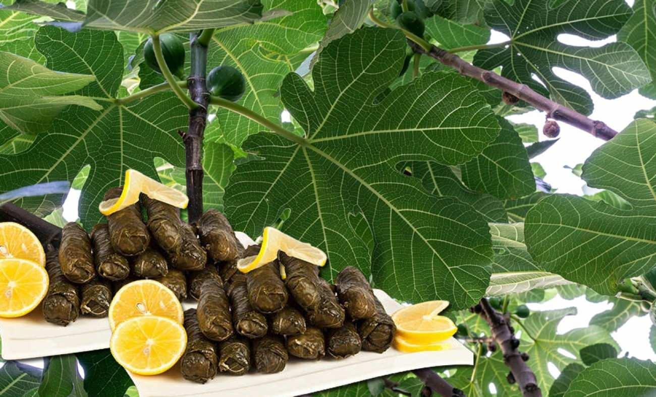 Geleneksel tatlara farklı bir dokunuş: İncir yaprağı sarması tarifi