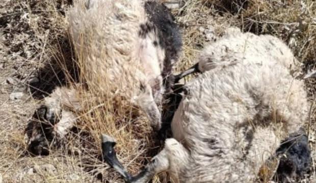 Van'da sürüye kurt saldırdı, 70'ten fazla hayvan telef oldu