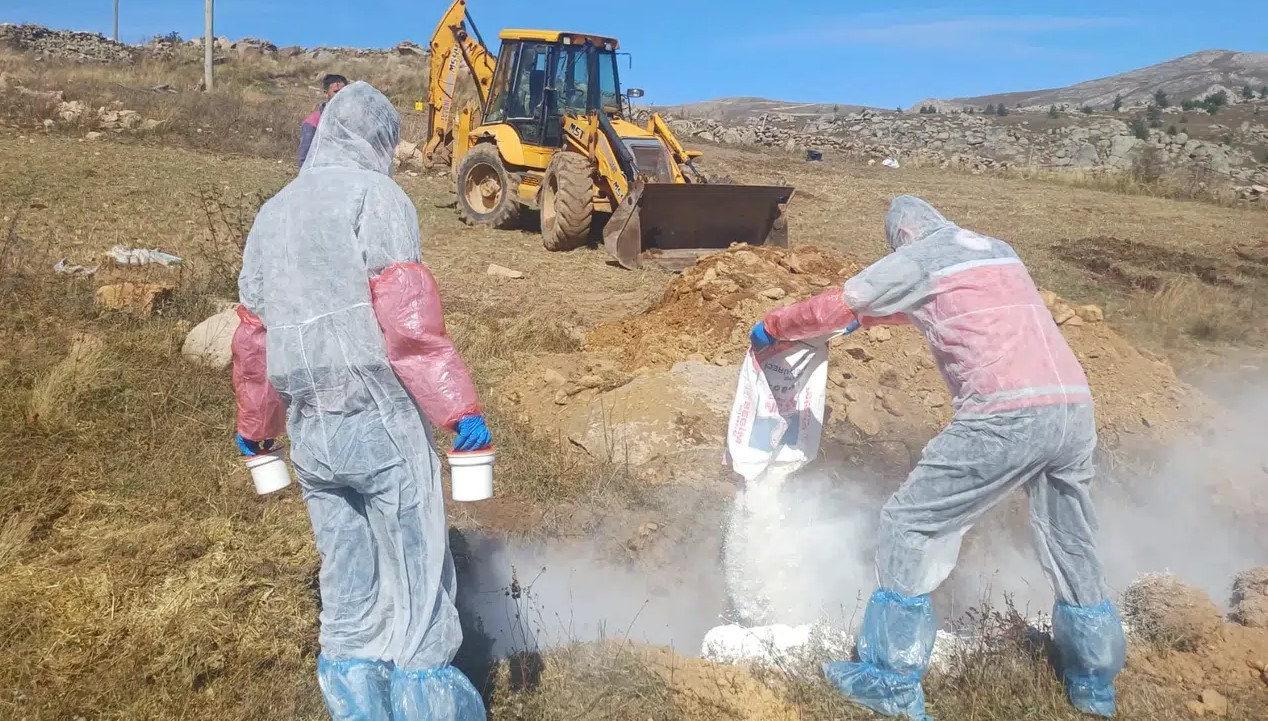 Ölen hayvanlar, gömülmeden önce kireçlendi. 