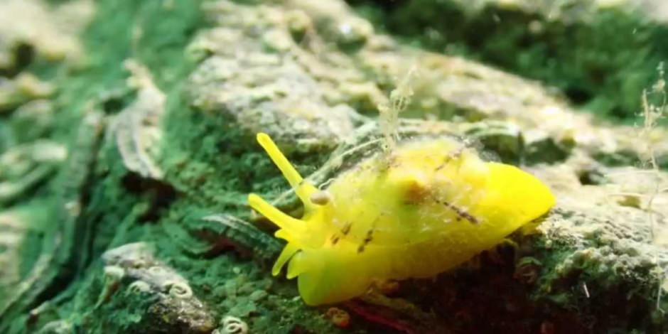 Ege&rsquo;nin derinliklerindeki g&uuml;zellik: Kuşadası&rsquo;nın sualtı hazineleri