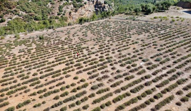 Osmaniye'de yeniden ekonomiye kazandırılan lavanta bahçesi kadınlara gelir kapısı oldu