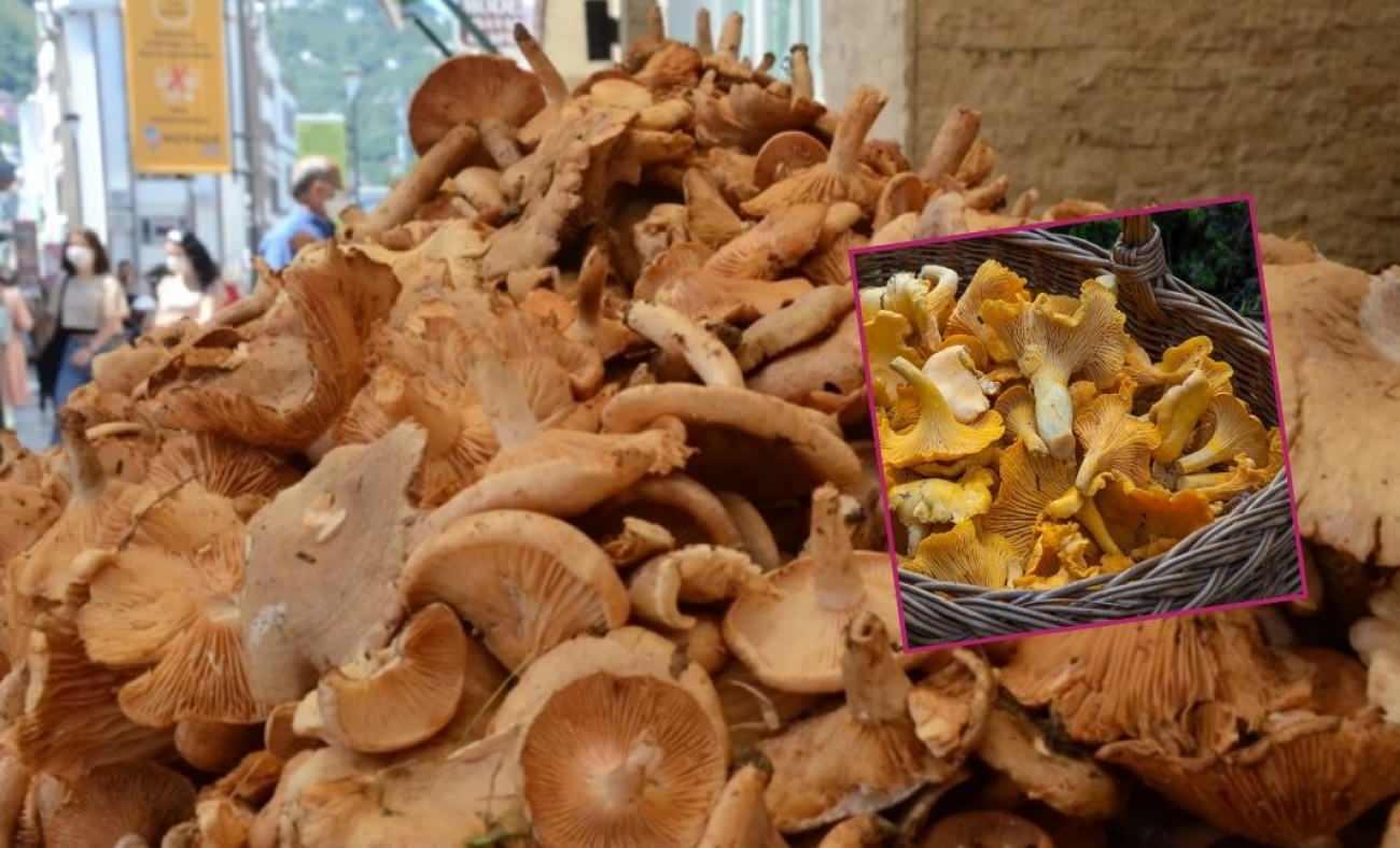 Yağmurla gelen bereket: Fındık tirmiti mantarına yoğun ilgi! Faydaları say say bitmiyor