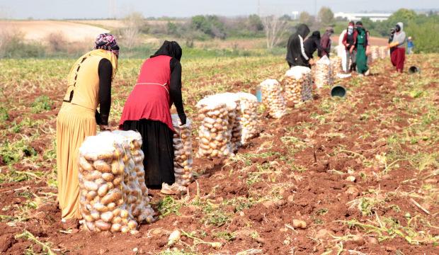 Erzincan'da patates hasadı başladı: 600 TL yevmiyeye çalışıyorlar 