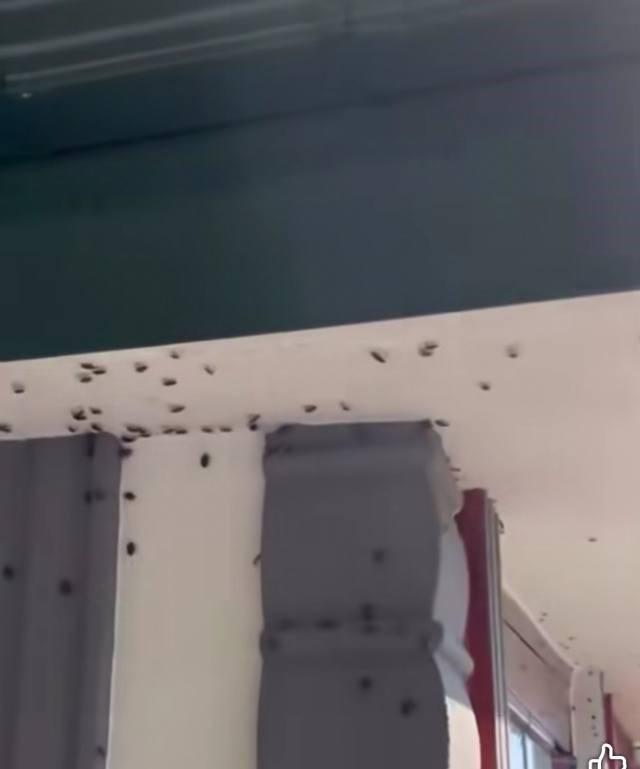 Zararlılara karşı yetkililerle birlikte çalışama yapılıyor. 