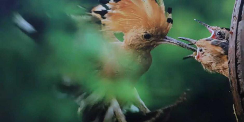 G&ouml;ğ&uuml;n maviliklerine seyahat: &lsquo;Kuşların D&uuml;nyası&rsquo; ziyaret&ccedil;ilerini bekliyor