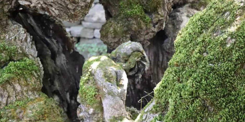 Karadeniz’in en güzel şelalesi: Doğa ve trekking durağı olacak