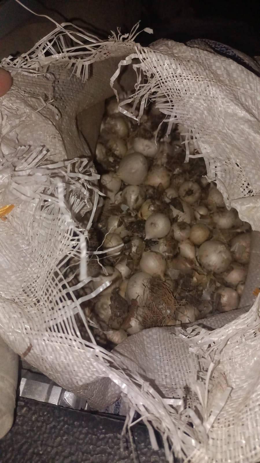 200 kilogram dağ sarımsağı topladı, cezayı yedi.