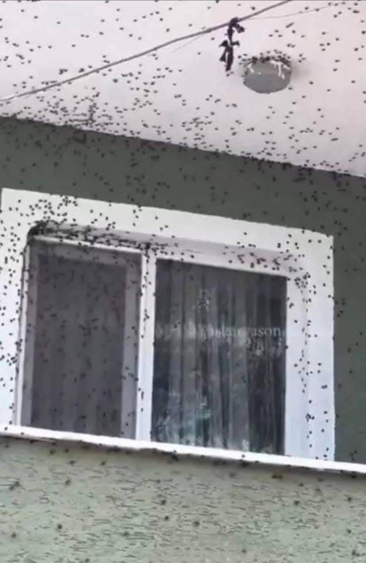 Vatandaşlar kahverengi kokarca zararlısı nedeniyle evlerine bile giremiyor. 