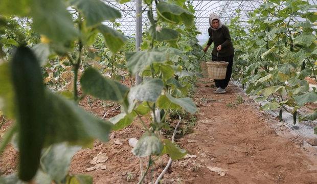 Kadın girişimci devlet desteğiyle kurduğu serada üretime katkı sağlıyor