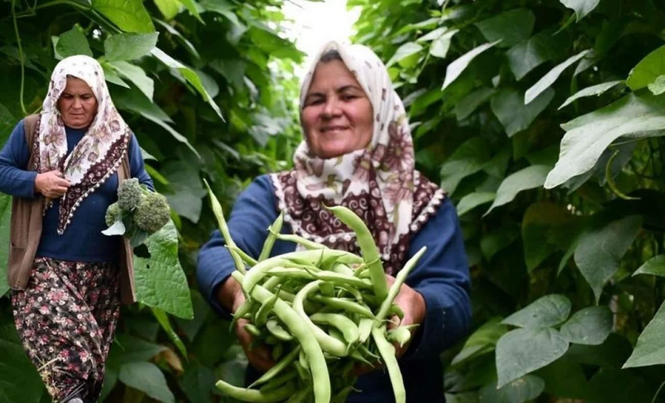 Bilecikli kadın girişimci Hanımşah İkiz’ten örnek başarı: 14 çeşit sebze yetiştiriyor!