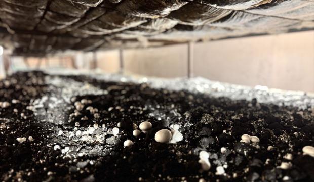 Kadın girişimci devlet desteğiyle kurduğu tesiste 75 ton mantar &uuml;retiyor