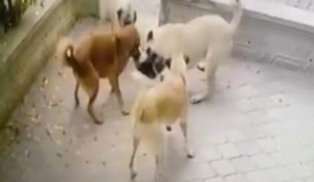 Köpek sürüsü kediye saldırdı! O anlar kamerada