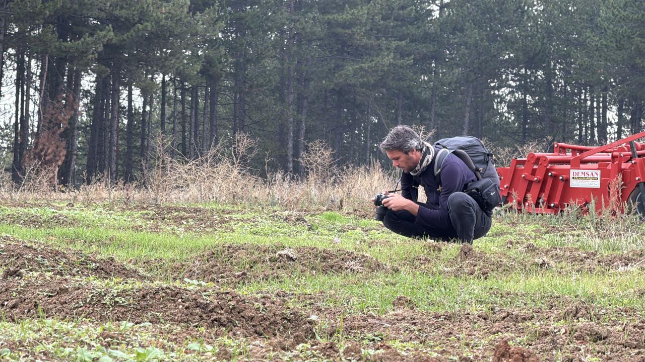 Safran çiçeklerini fotoğraflayan bir turist. 