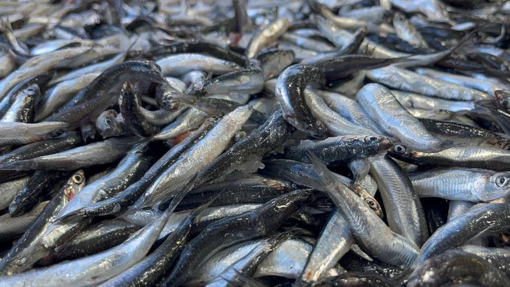 Ordu'da hamsi 25 liraya düştü, vatandaş sıraya girdi