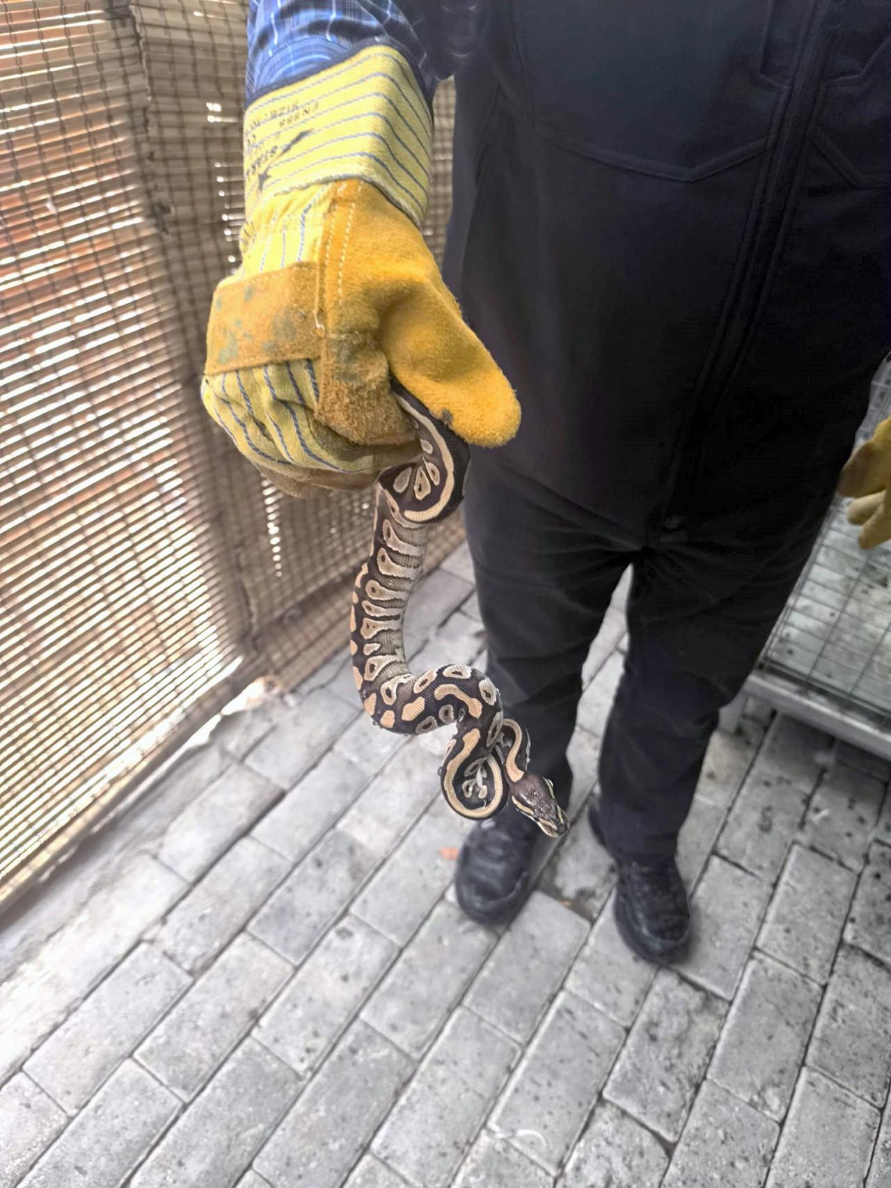 İsmi bilinmeyen şahsın cebinden çıkan piton yılanı. 