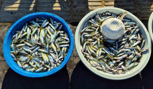 Balıkçıların yüzlerce kilo istavrit sevinci kursaklarında kaldı