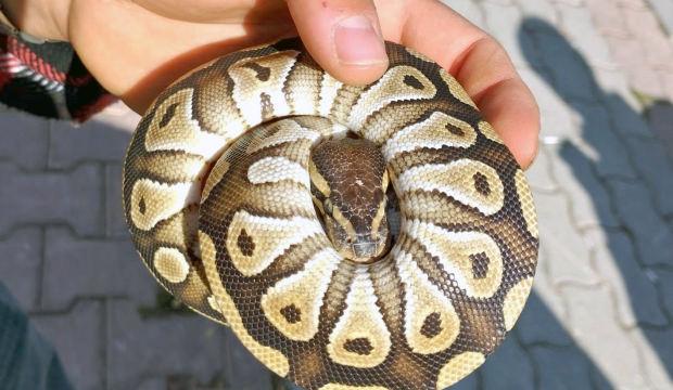 Gören gözlerine inanamadı! Cebinden piton çıktı