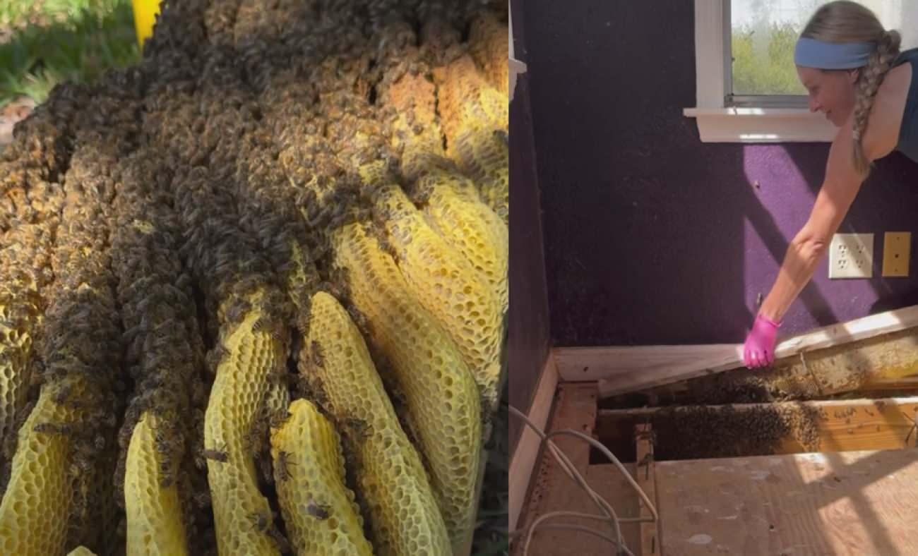 Evinin döşemesini kaldırınca şoke oldu: 80 bin arıyla aynı evde yaşamış!