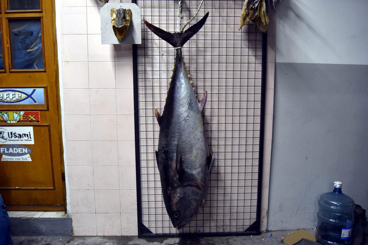 Oltayla 1 metre 74 santimlik orkinos yakaladı